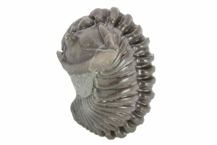 Wide Enrolled Flexicalymene Trilobite - Mt Orab, Ohio #245191